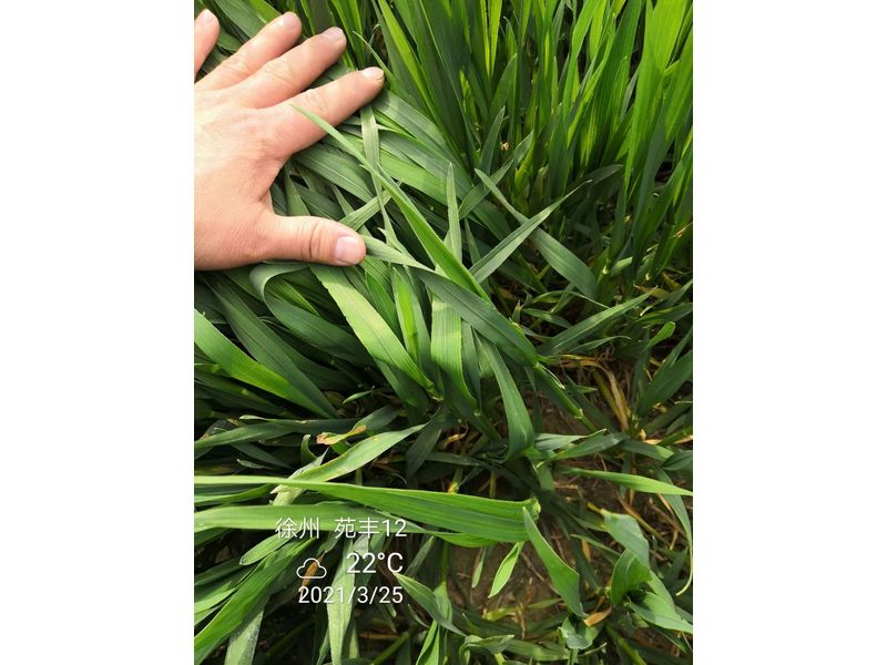 苑豐12，徐州試驗大田