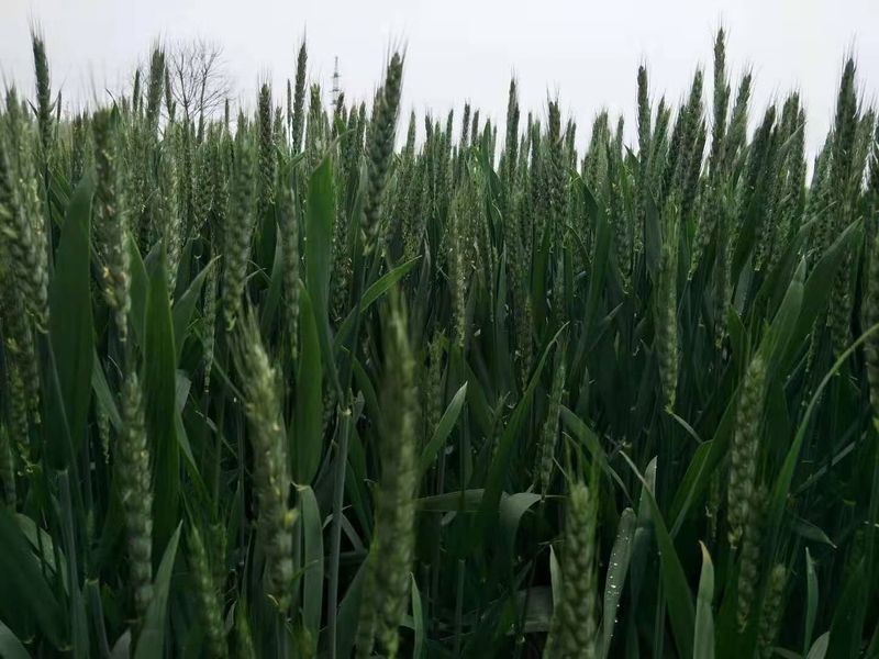 安徽臨泉，苑豐12，大田表現(xiàn)