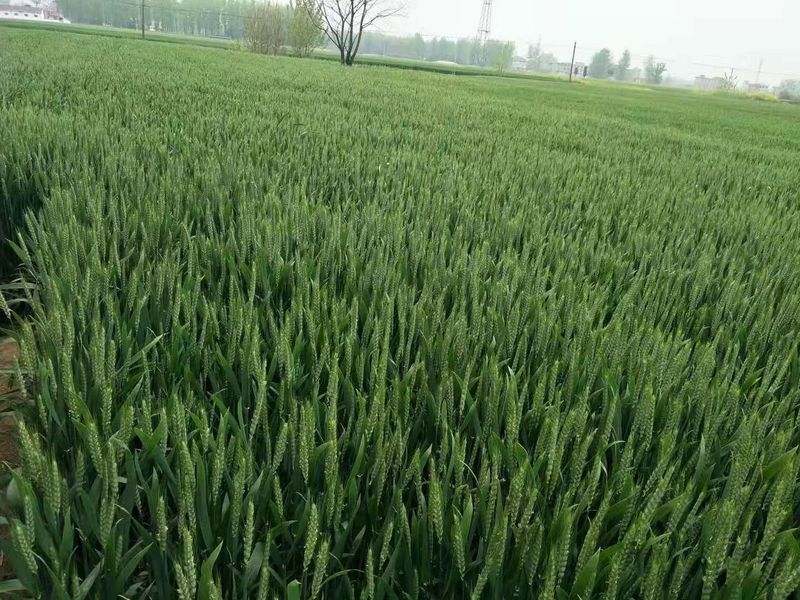 安徽臨泉，苑豐12，大田表現(xiàn)