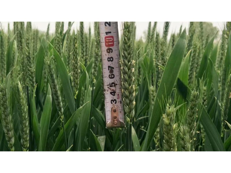 安徽臨泉，苑豐12，大田表現(xiàn)