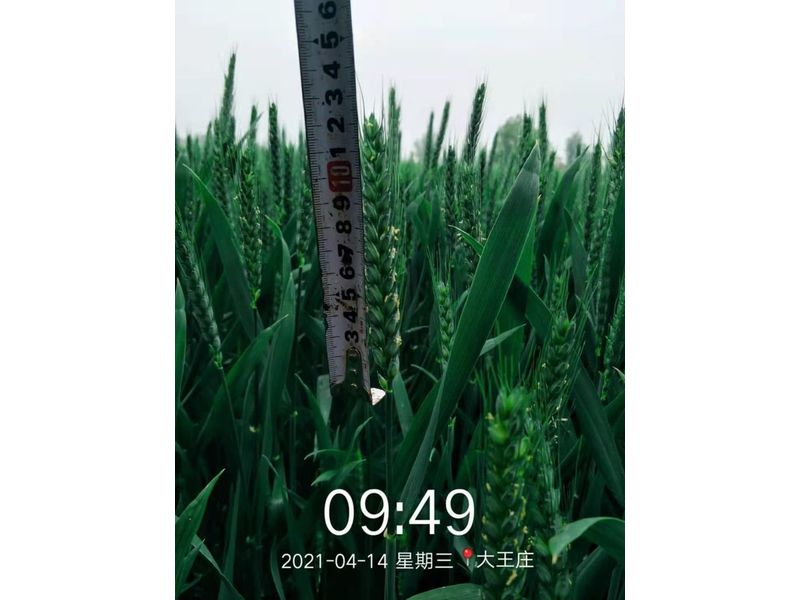 安徽臨泉，苑豐12，大田表現(xiàn)